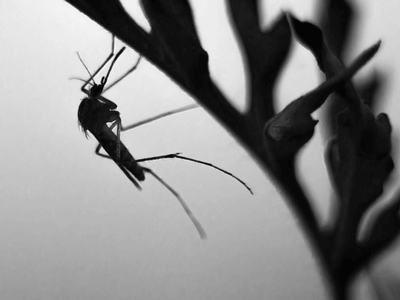 About Wellford Flea Removal - flea removal experts in Wellford